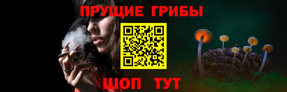Галлюциногенные грибы Psilocybe Рубцовск